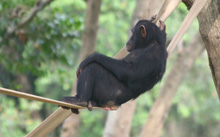b-szympans.jpg