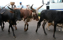 burundi-krowy.jpg