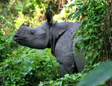 nepal-nosorozec.jpg