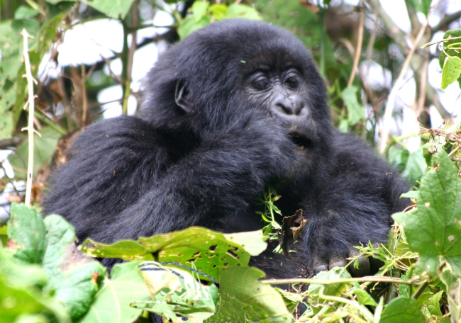 RWANDA-UGANDA-BURUNDI-KONGO
